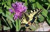 <em>Papilio machaon</em>
